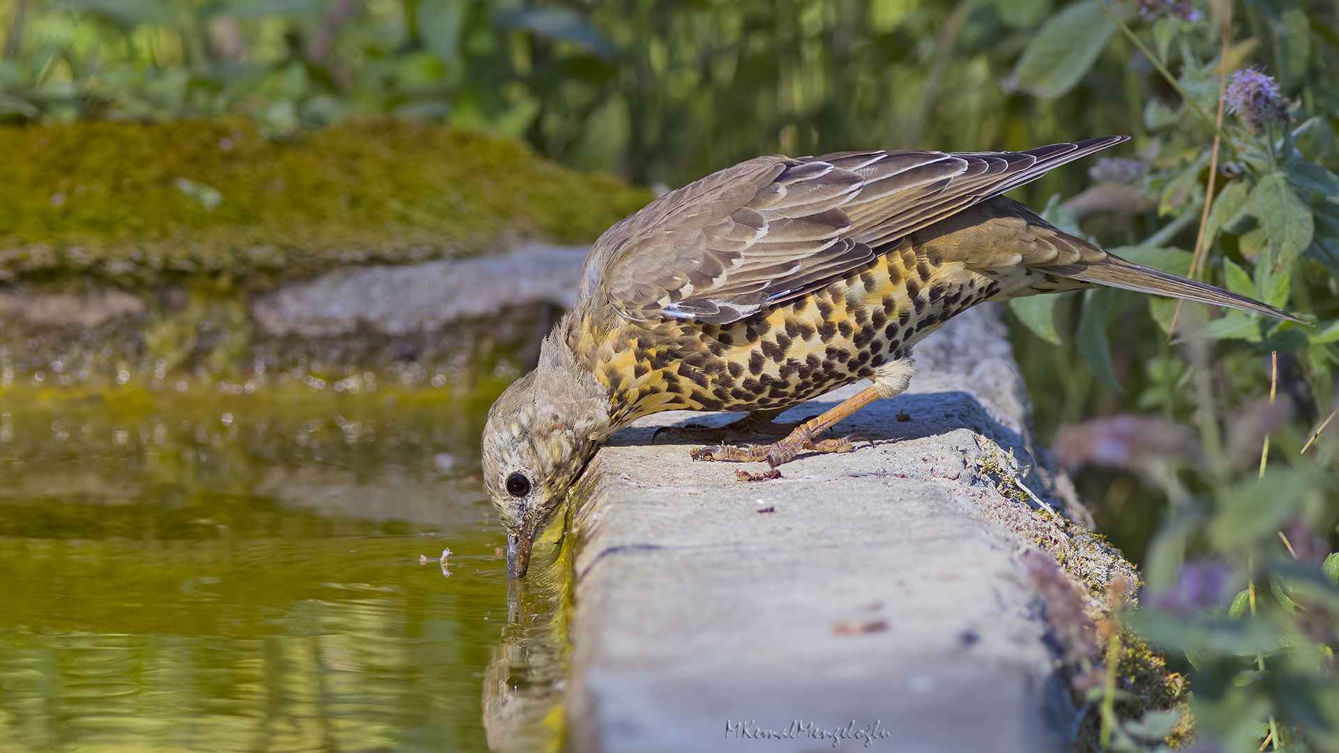 Mistle Thrush