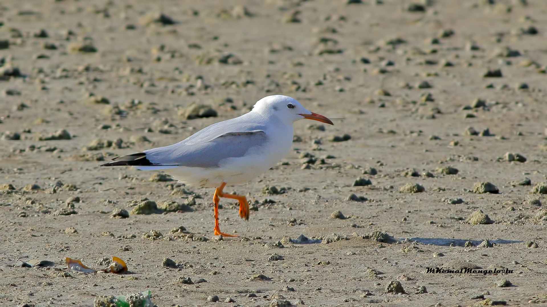 Slender-billed Gull