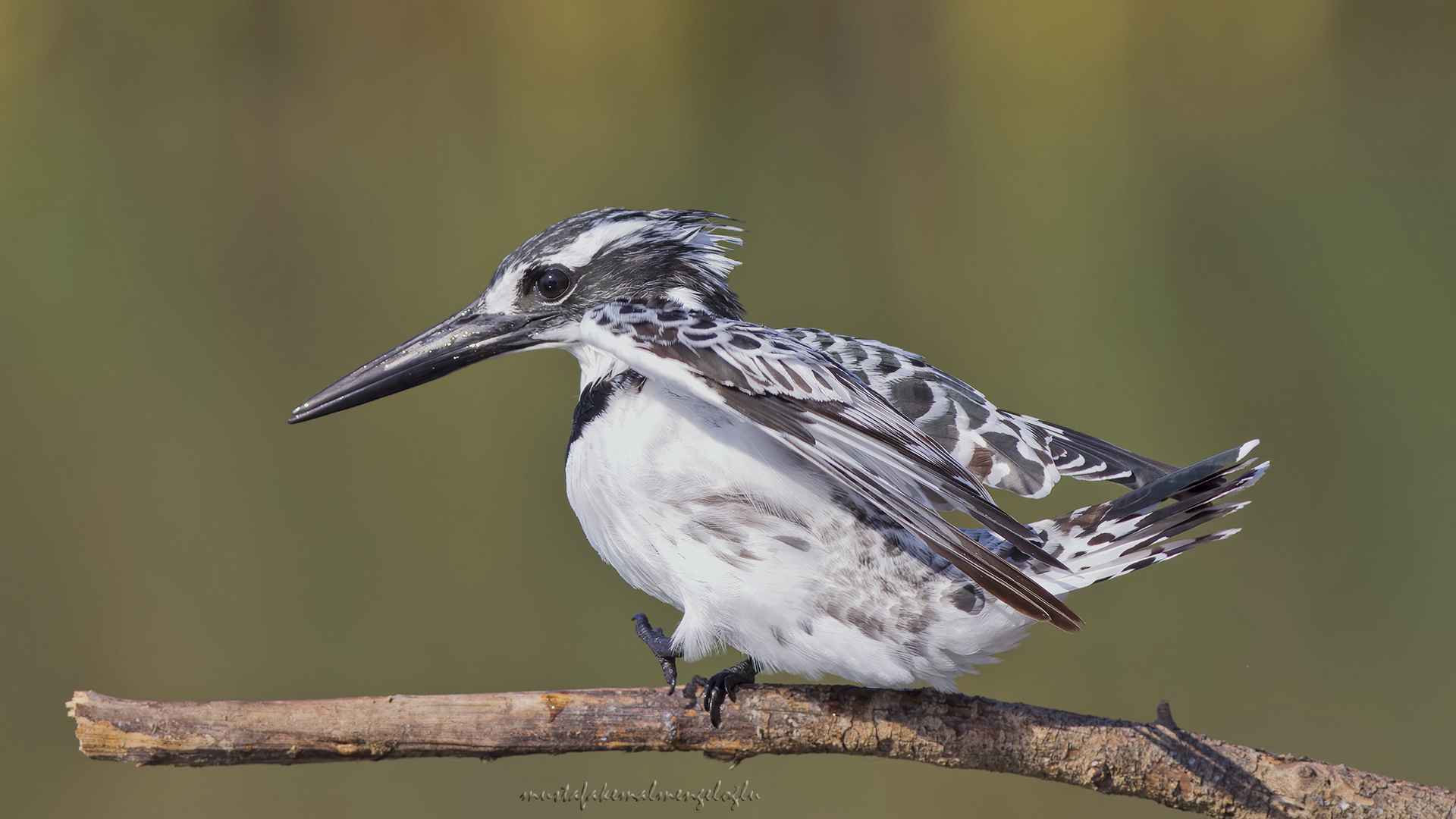 Pied Kingfisher
