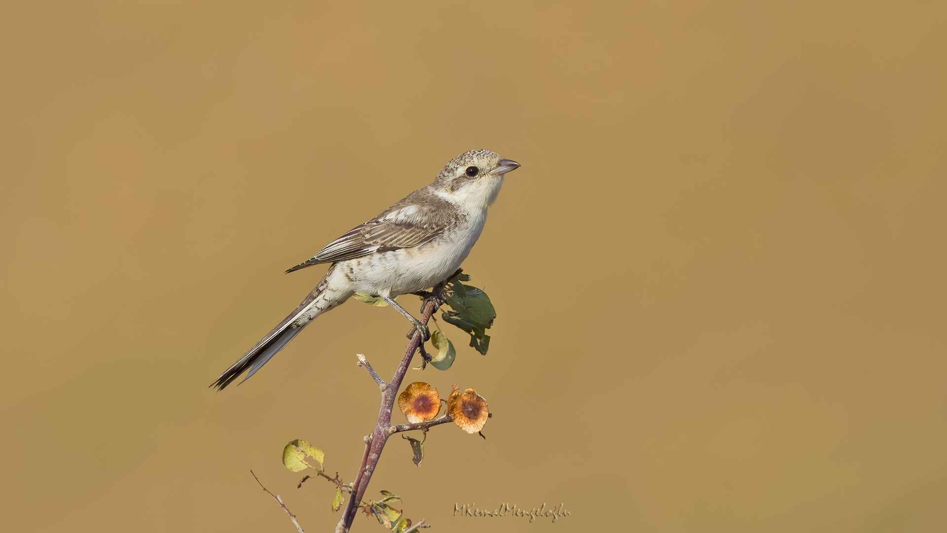 Masked Shrike