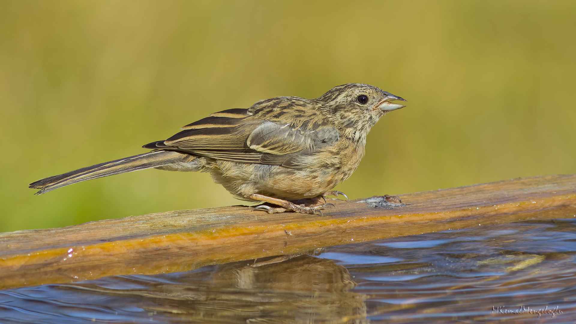 Rock Bunting