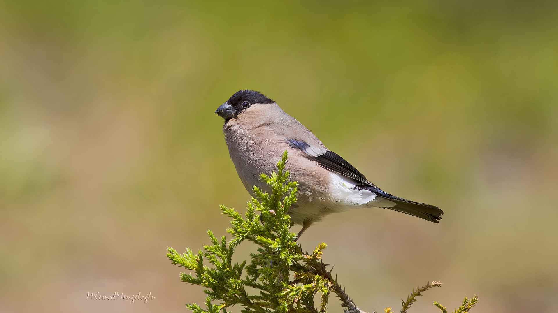 Eurasian Bullfinch