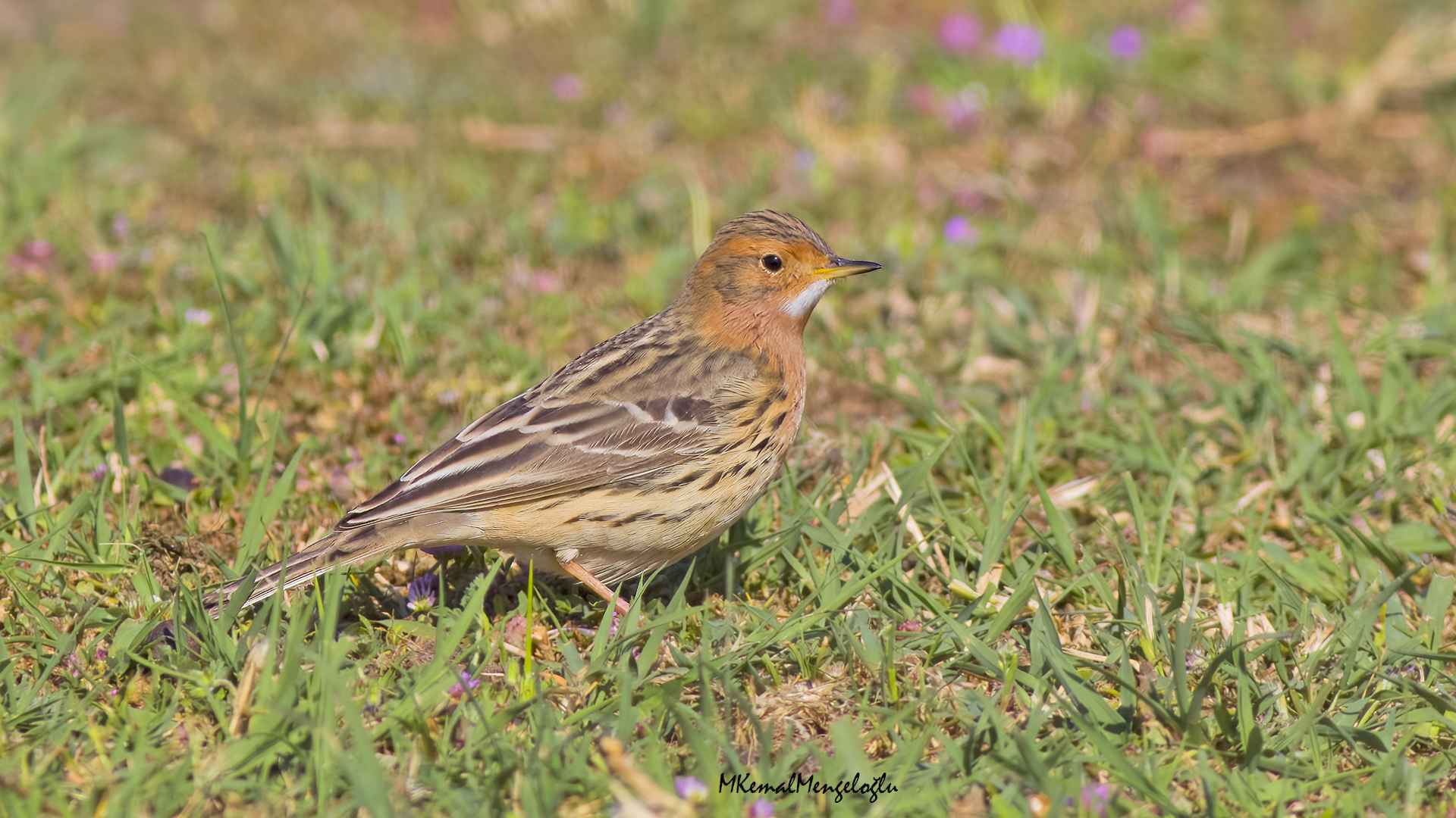 Red-throated Pipit