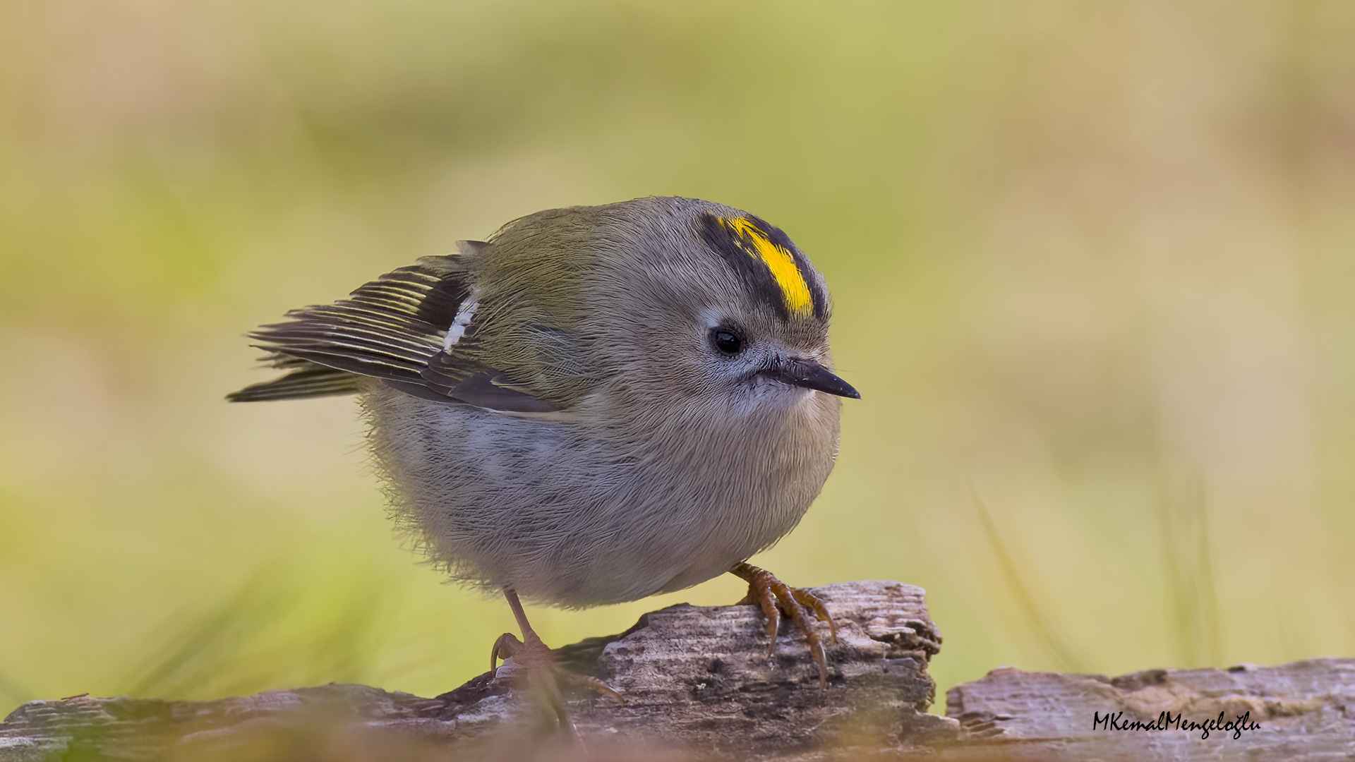Goldcrest