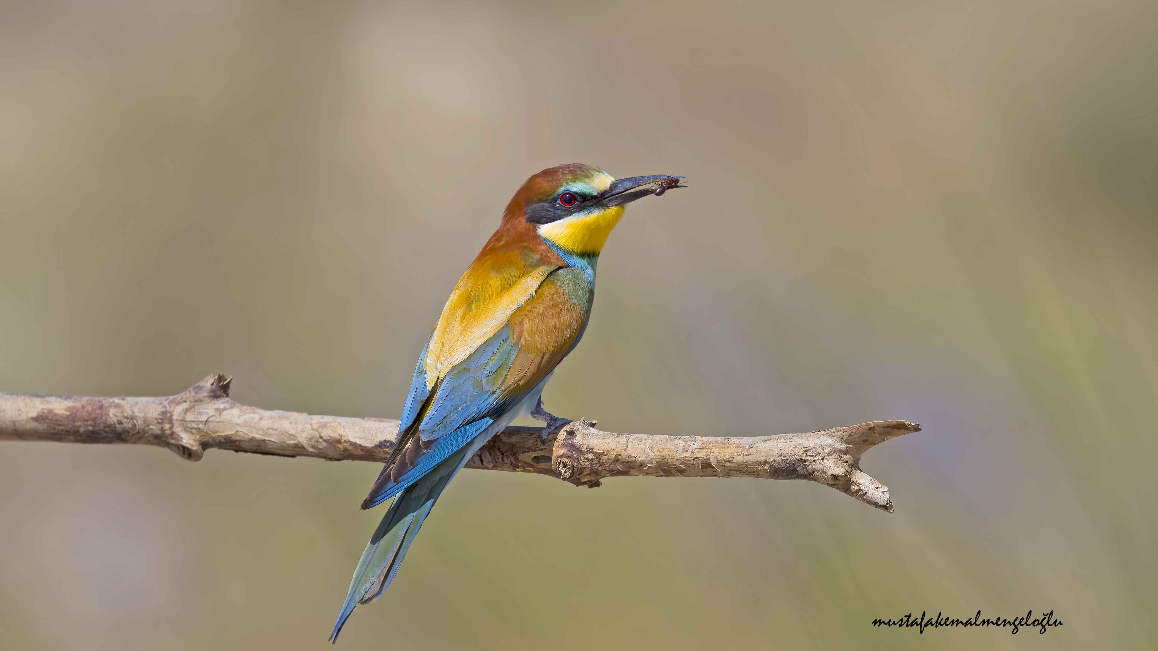 European Bee-eater