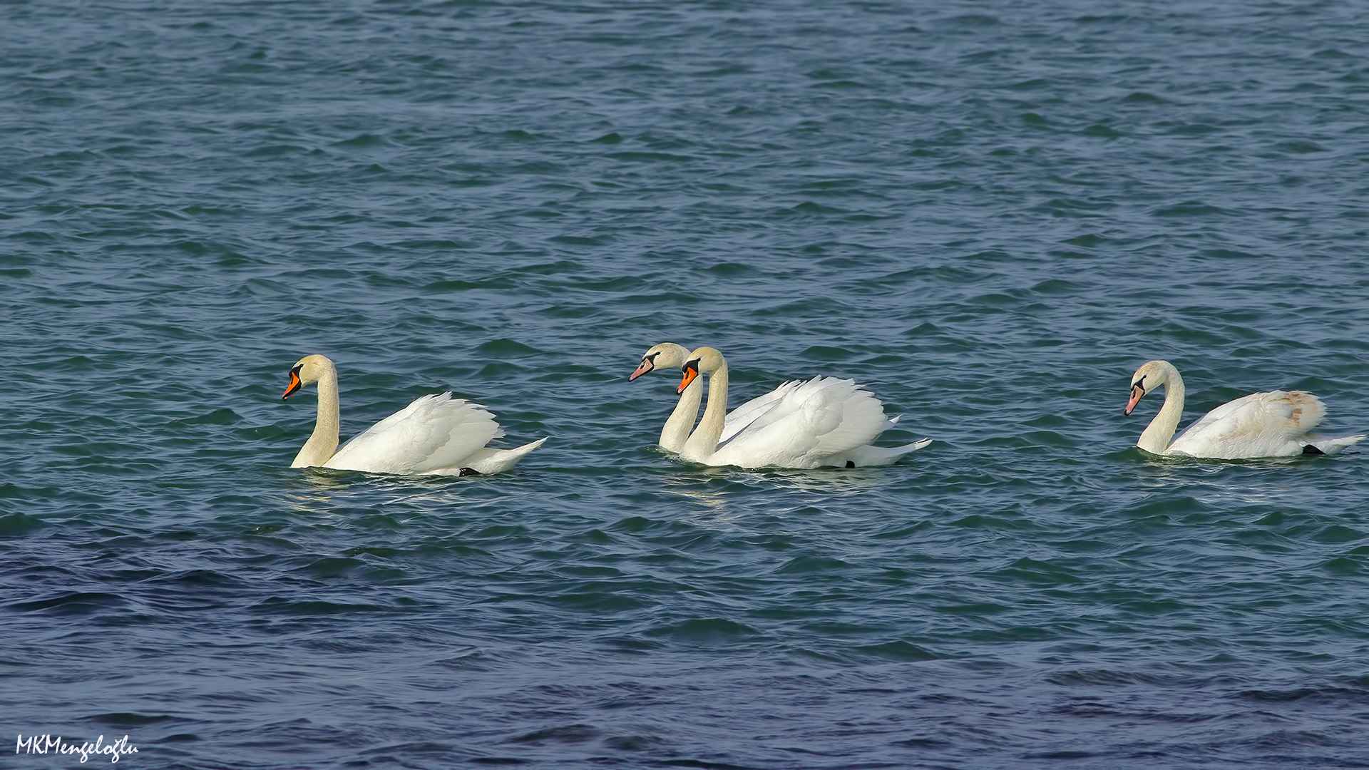 Mute Swan