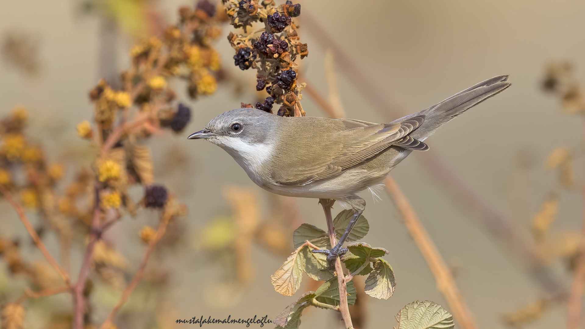 Lesser Whitethroat