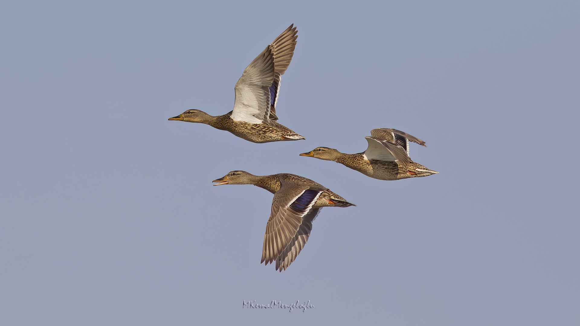 Mallard