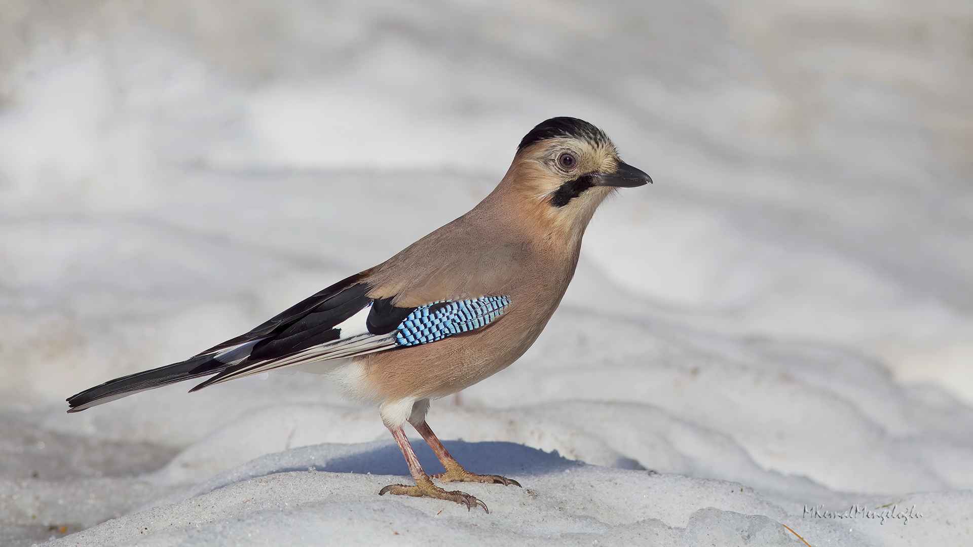 Eurasian Jay