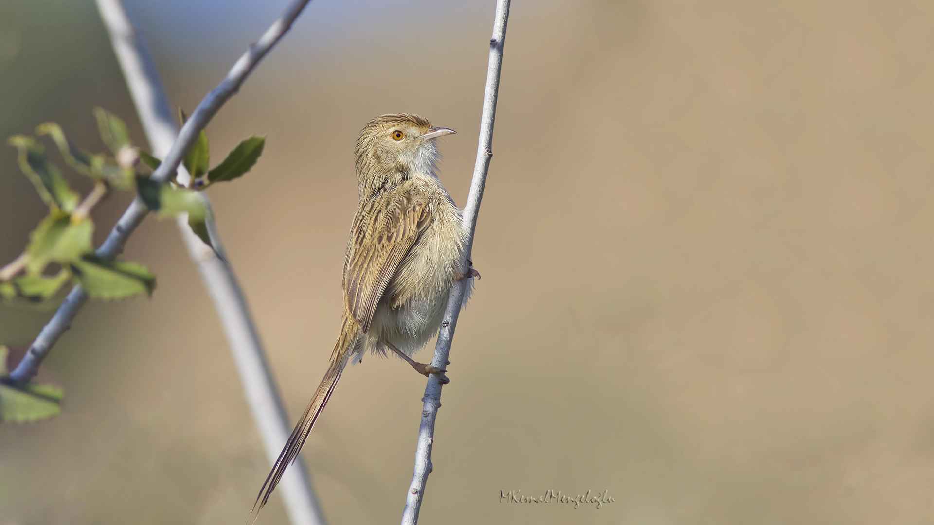 Graceful Prinia