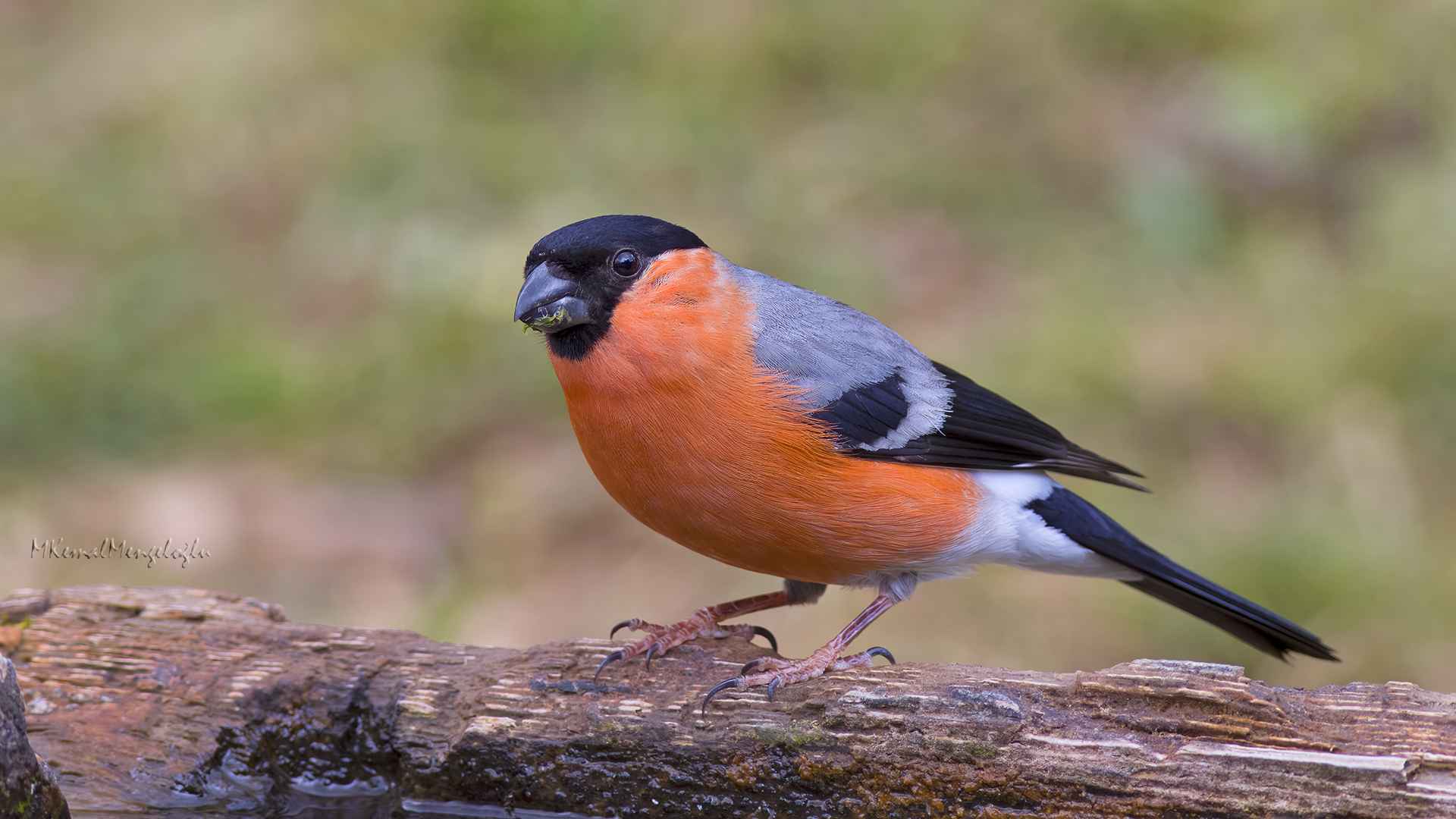 Eurasian Bullfinch