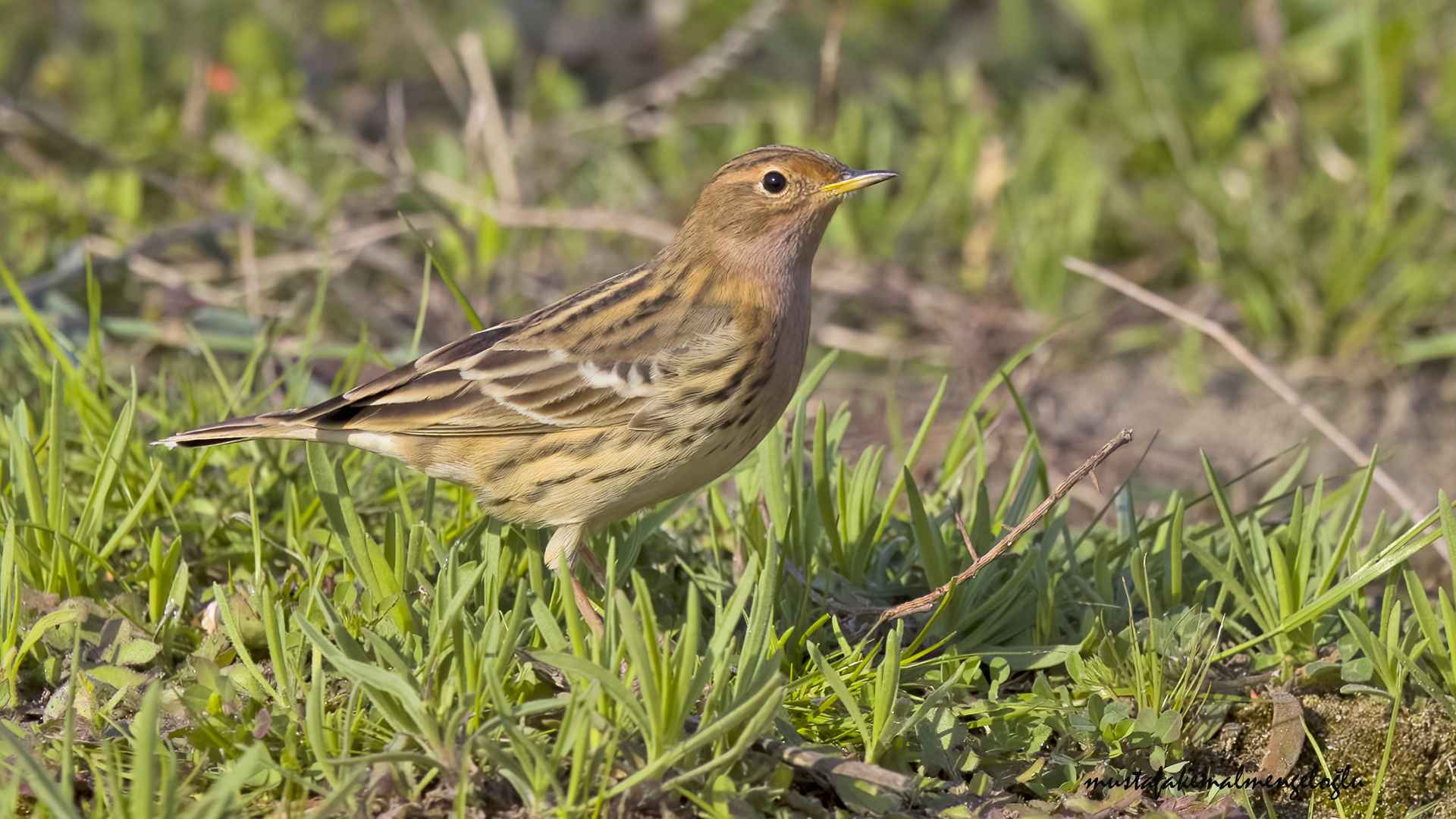 Red-throated Pipit