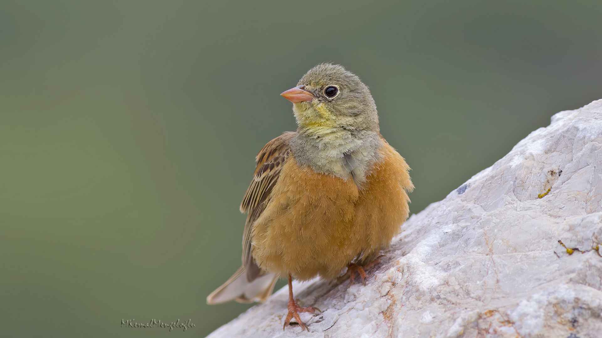 Ortolan Bunting