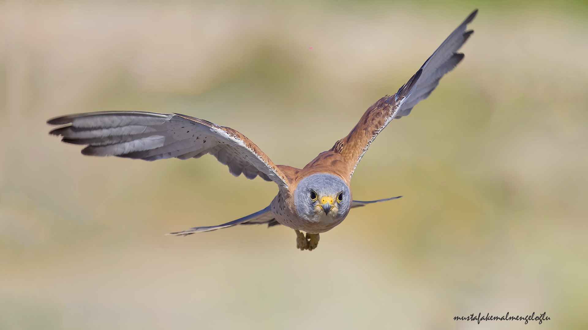 Lesser Kestrel