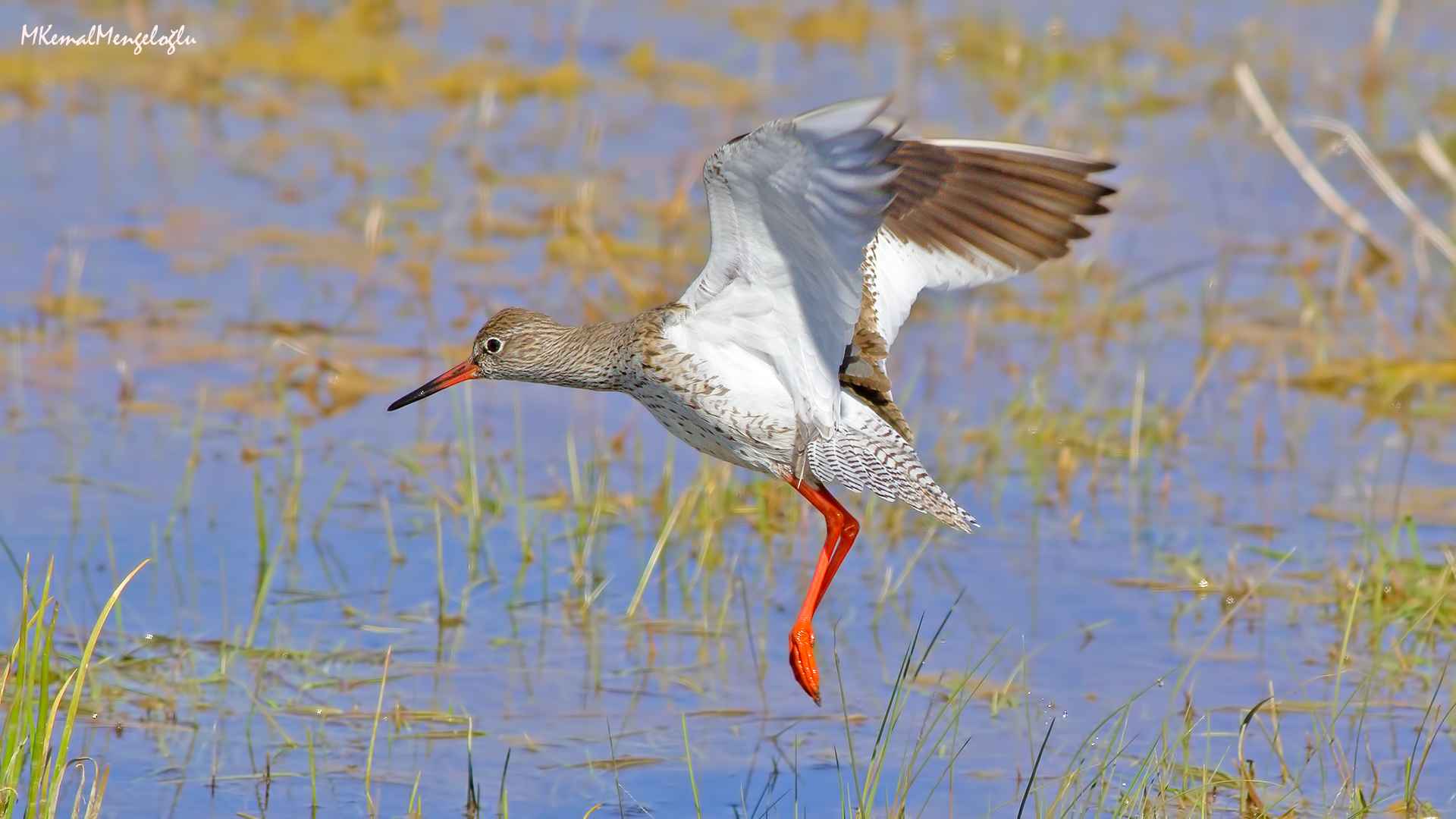 Common Redshank