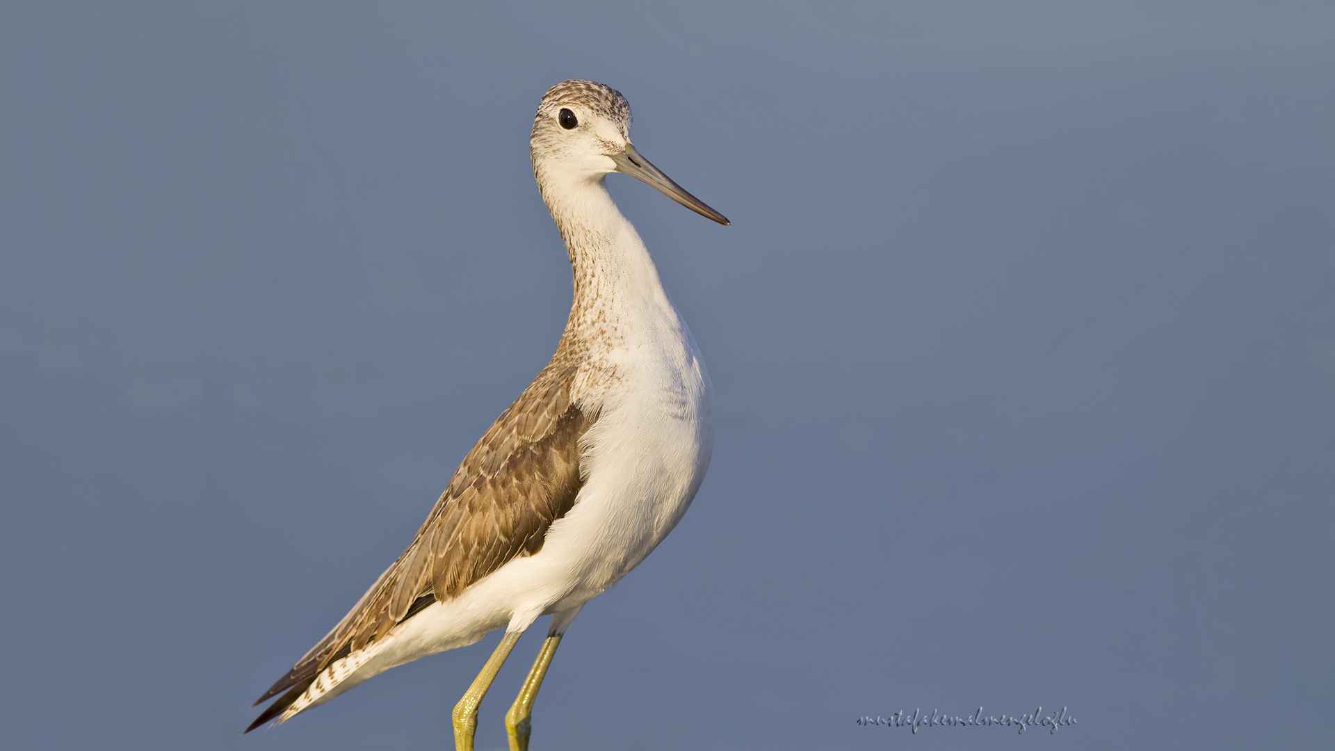 Common Greenshank