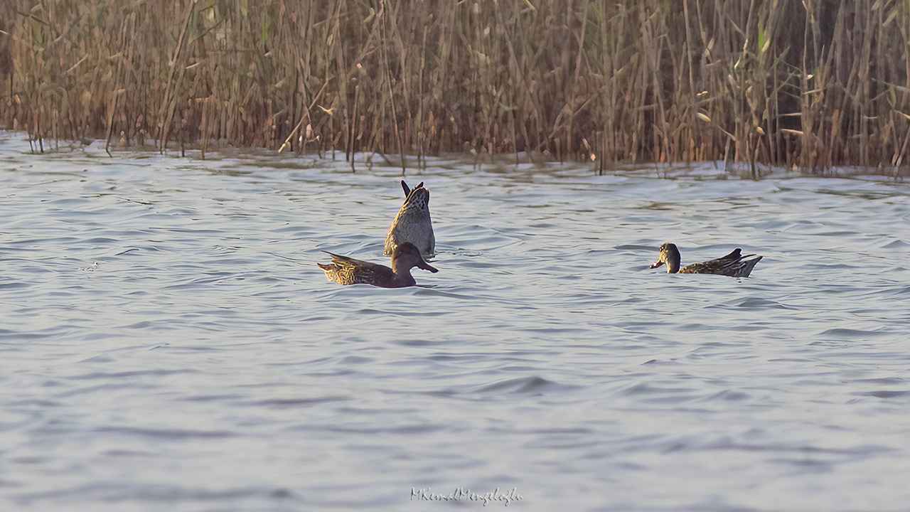 Red-crested Pochard