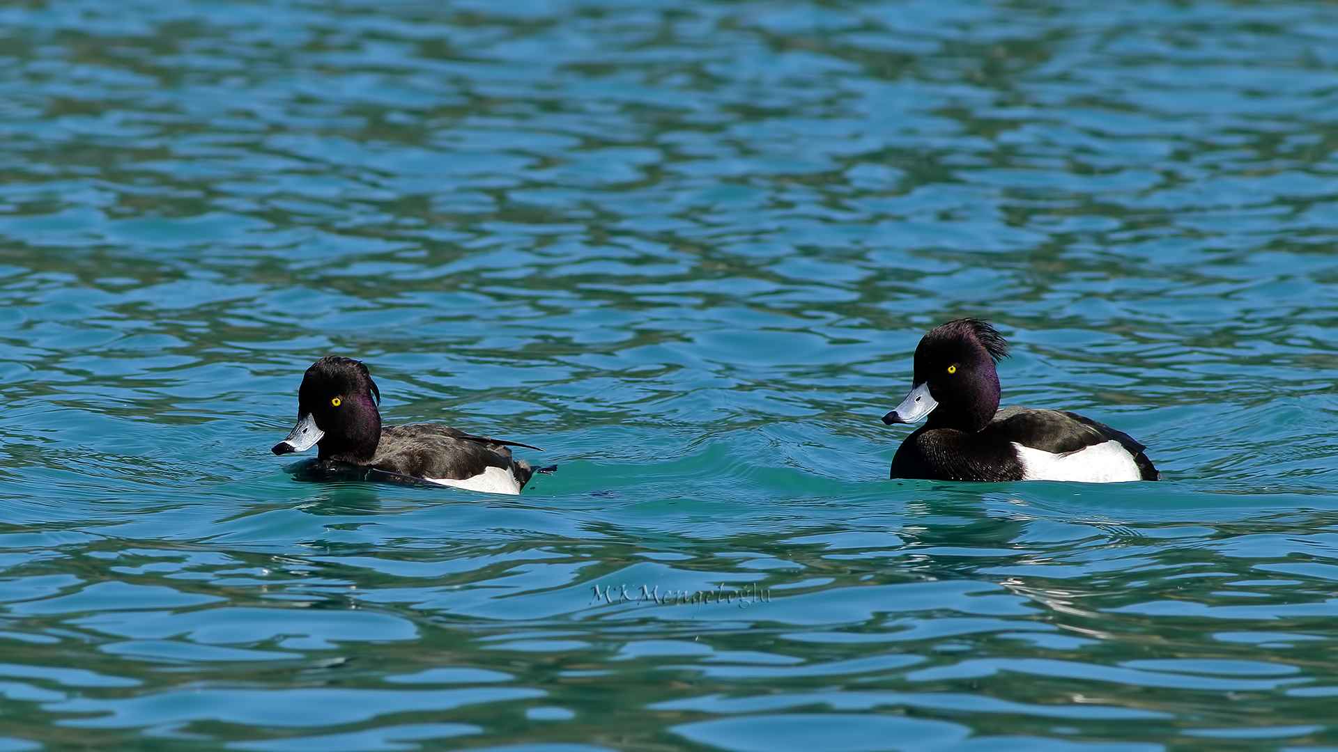 Tufted Duck