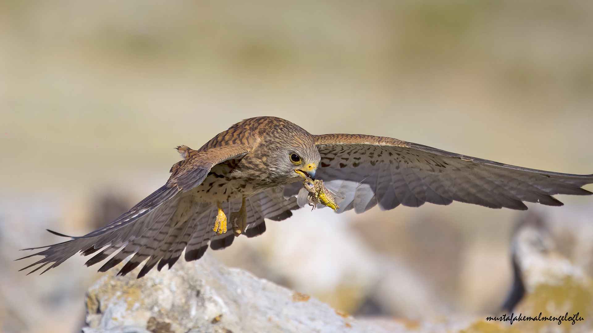 Lesser Kestrel