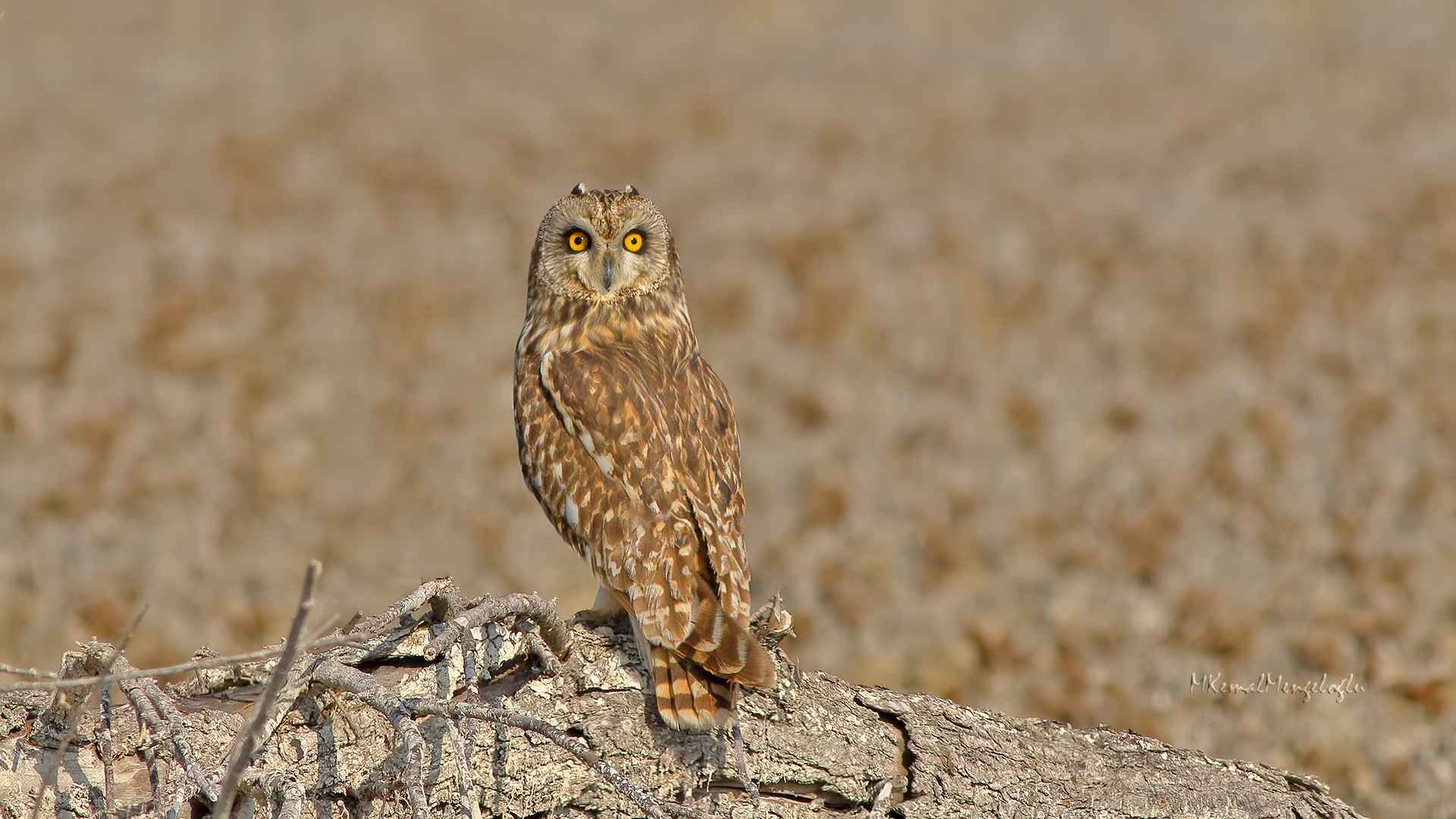 Short-eared Owl