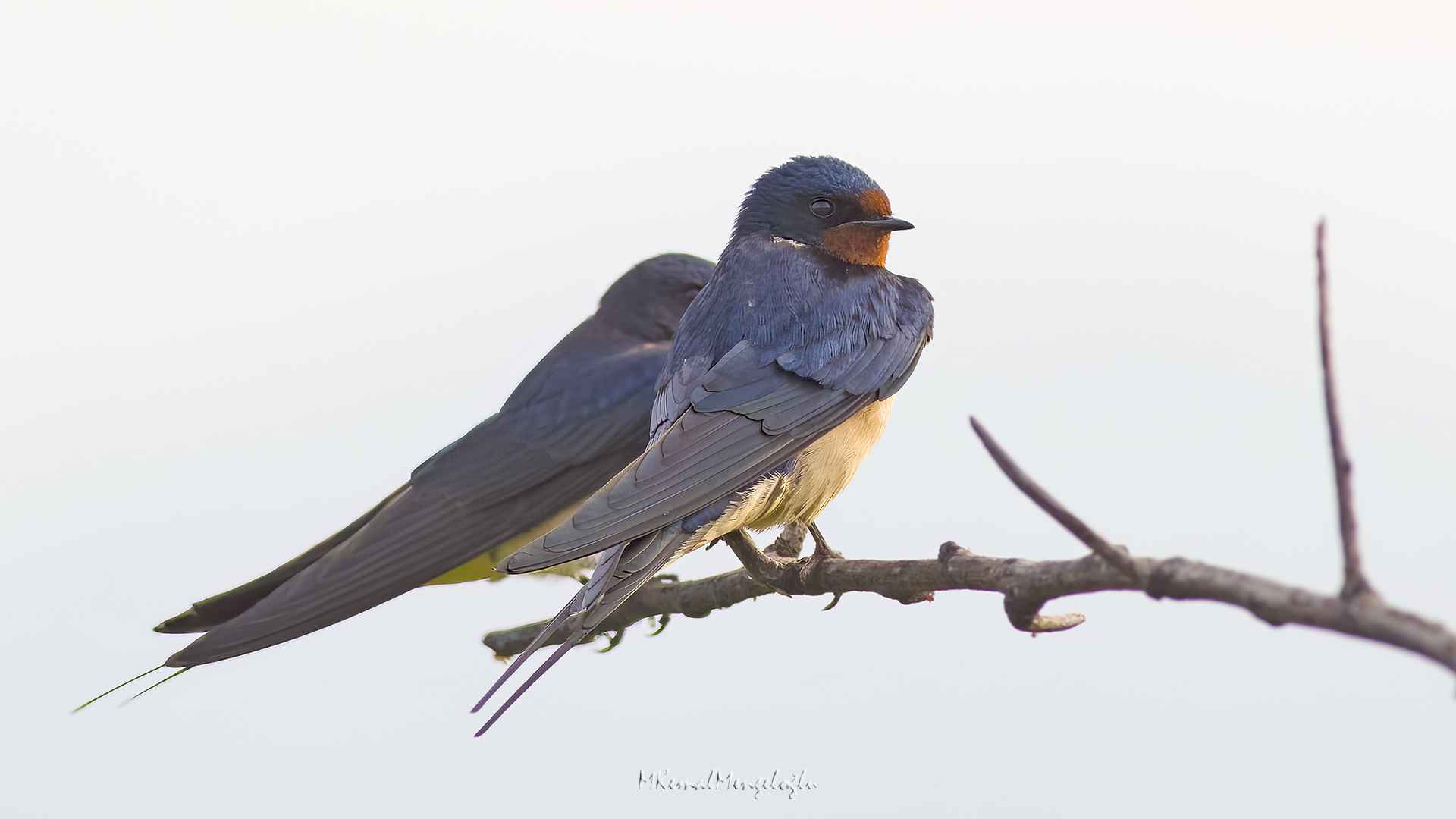 Barn Swallow