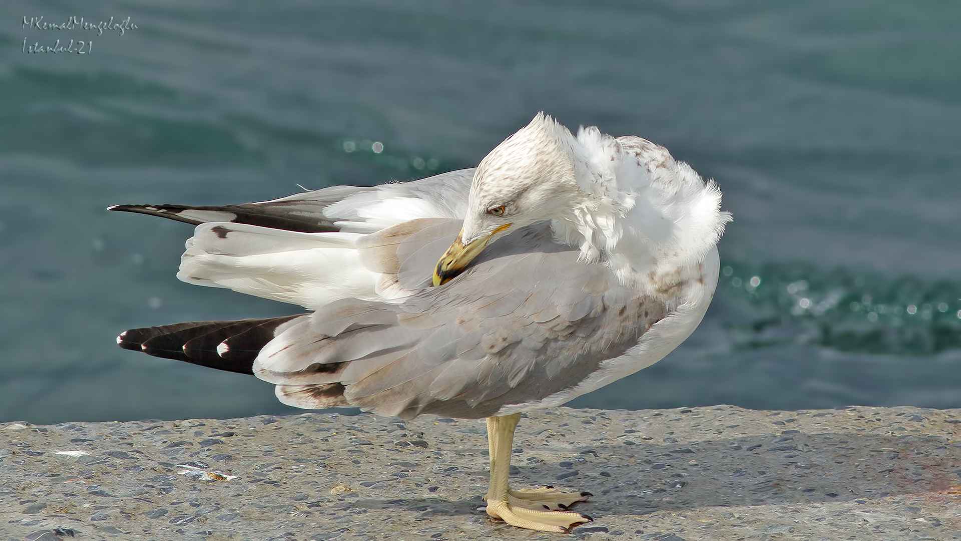 Gümüş martı