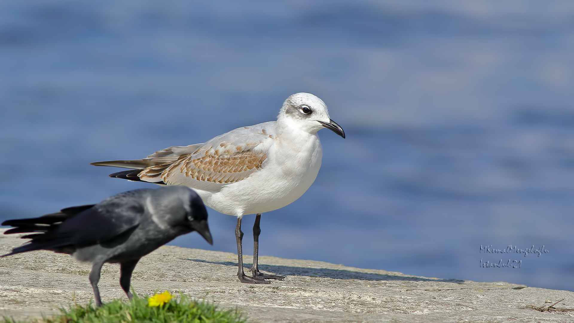 Mediterranean Gull