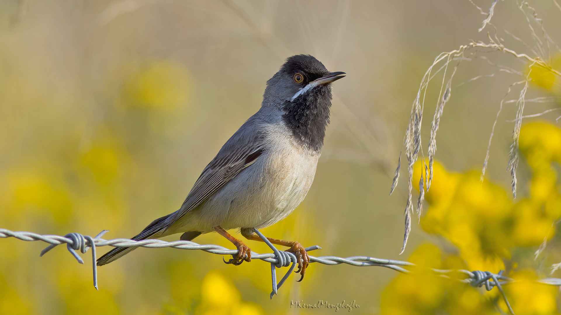 Rüppell's Warbler