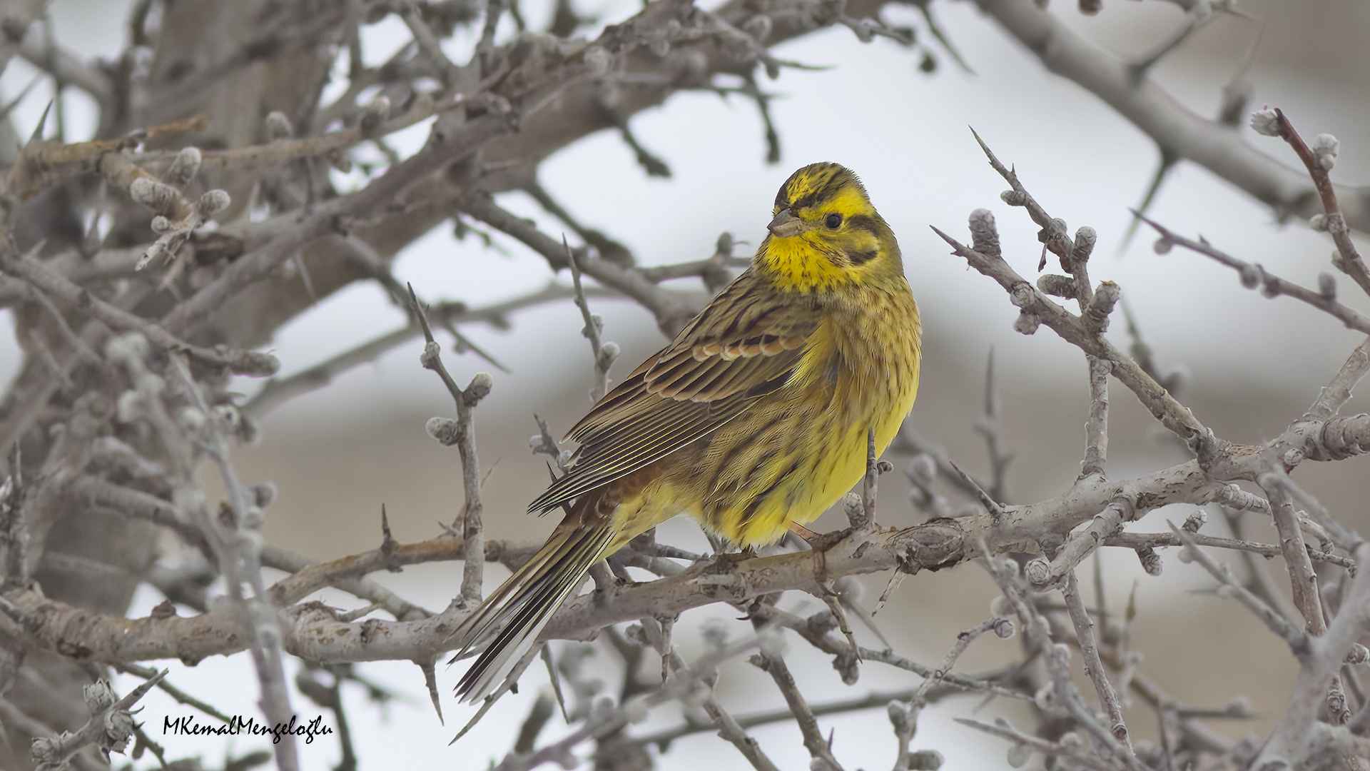Yellowhammer