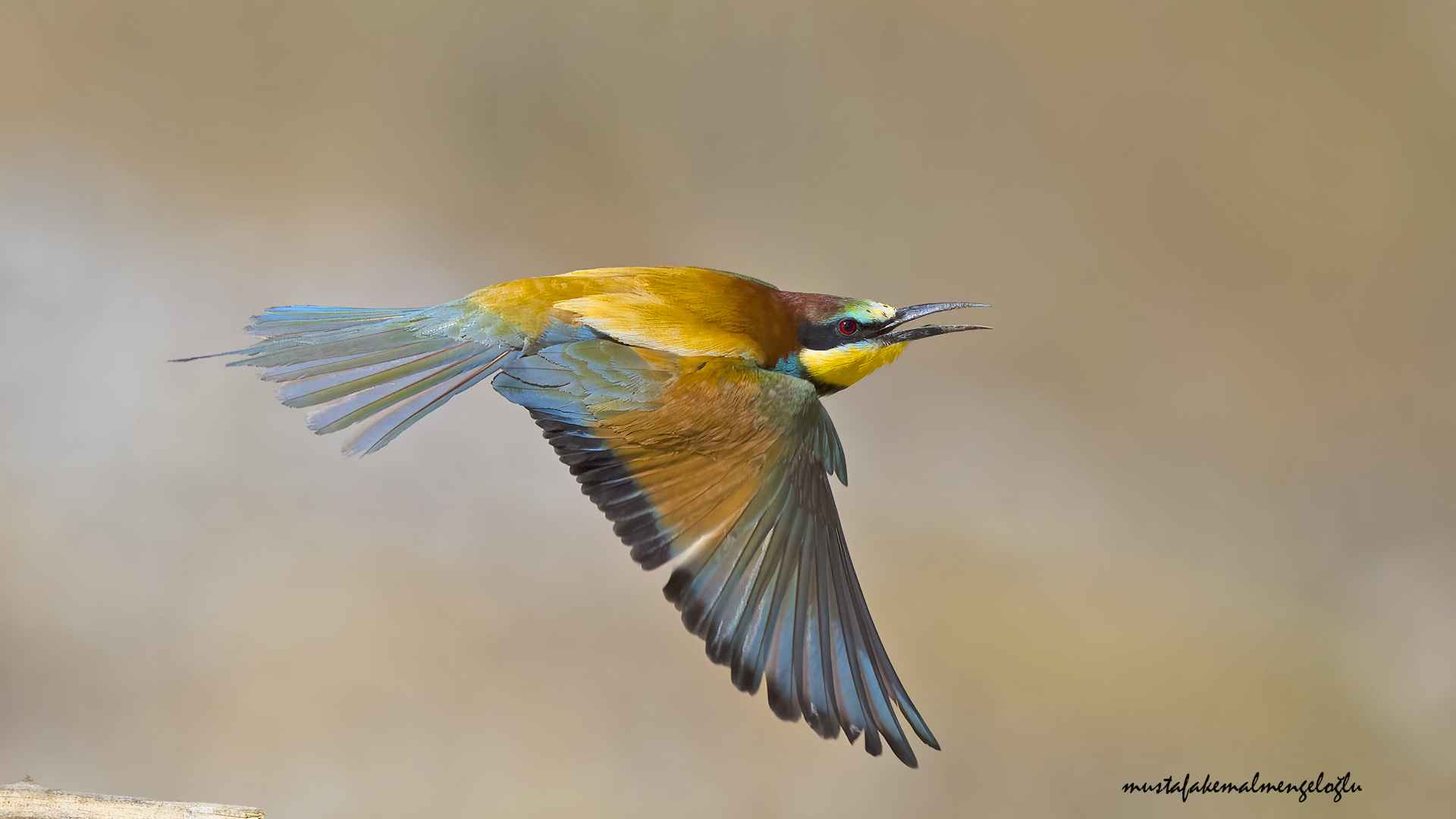 European Bee-eater