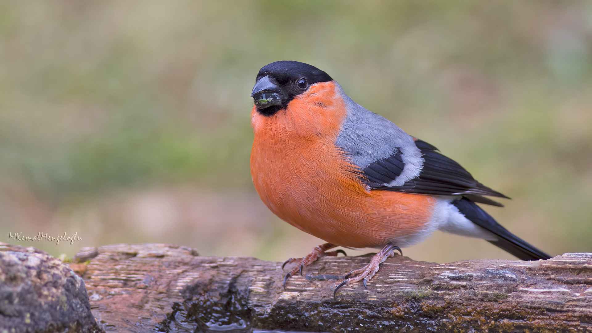 Eurasian Bullfinch