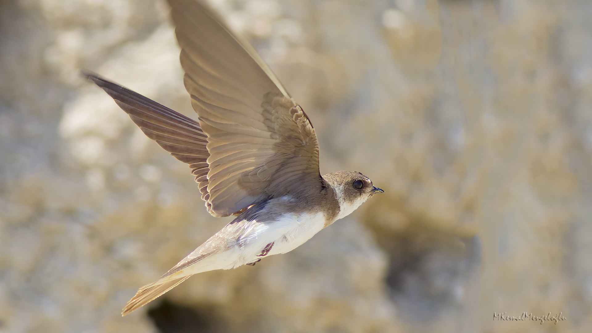 Bank Swallow
