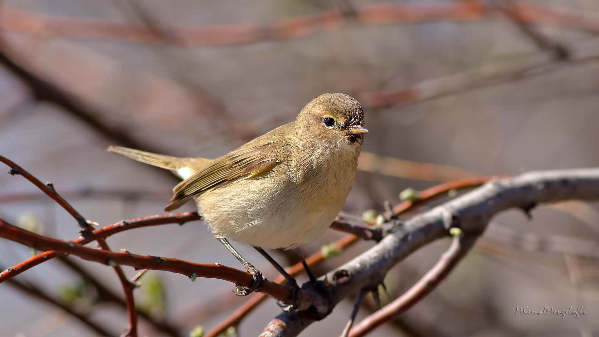 Mountain Chiffchaff