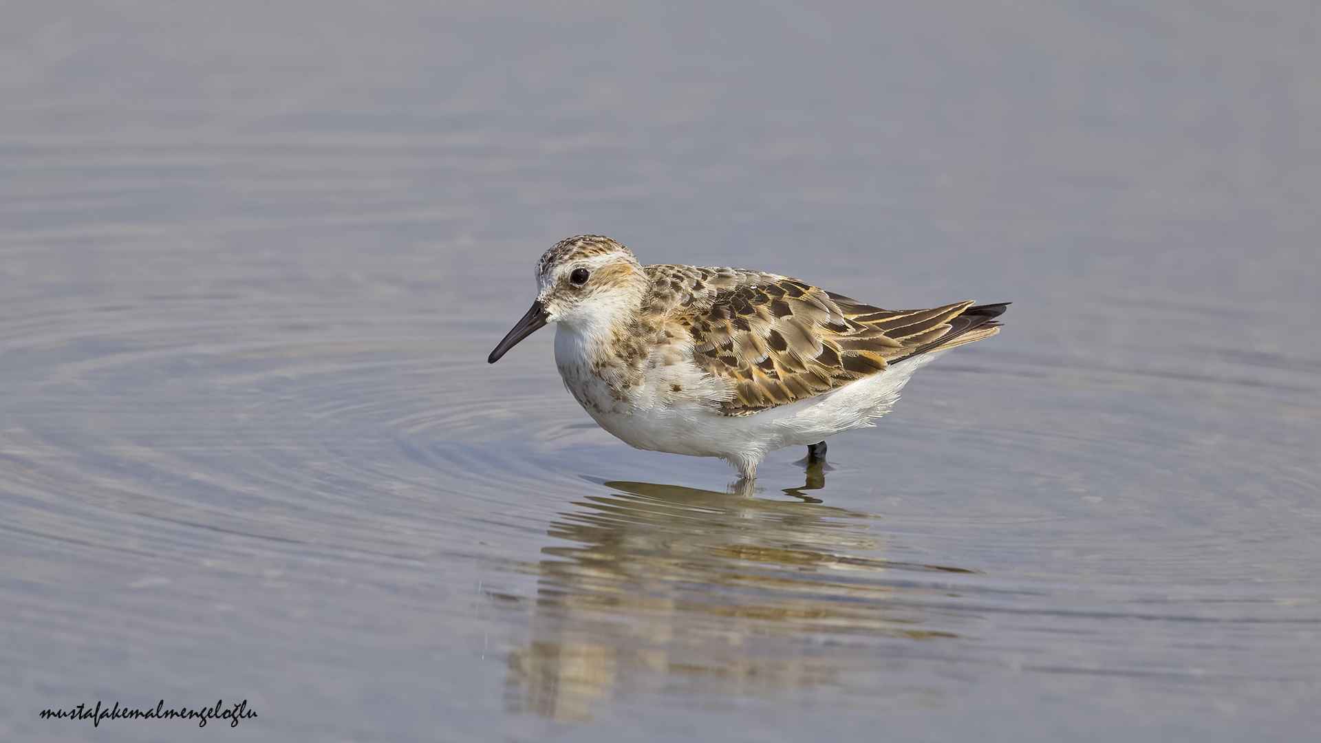 Sanderling