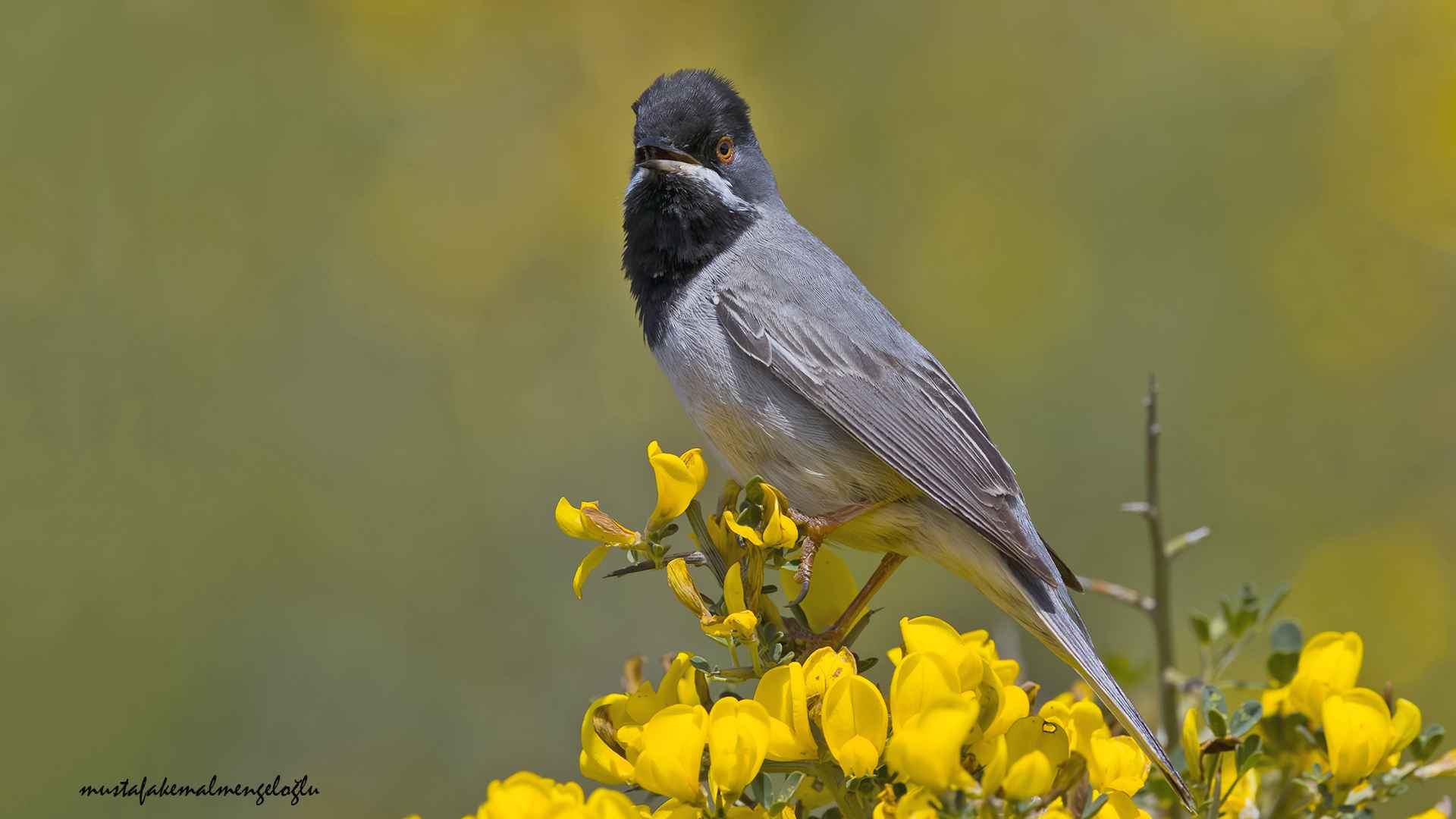 Rüppell's Warbler