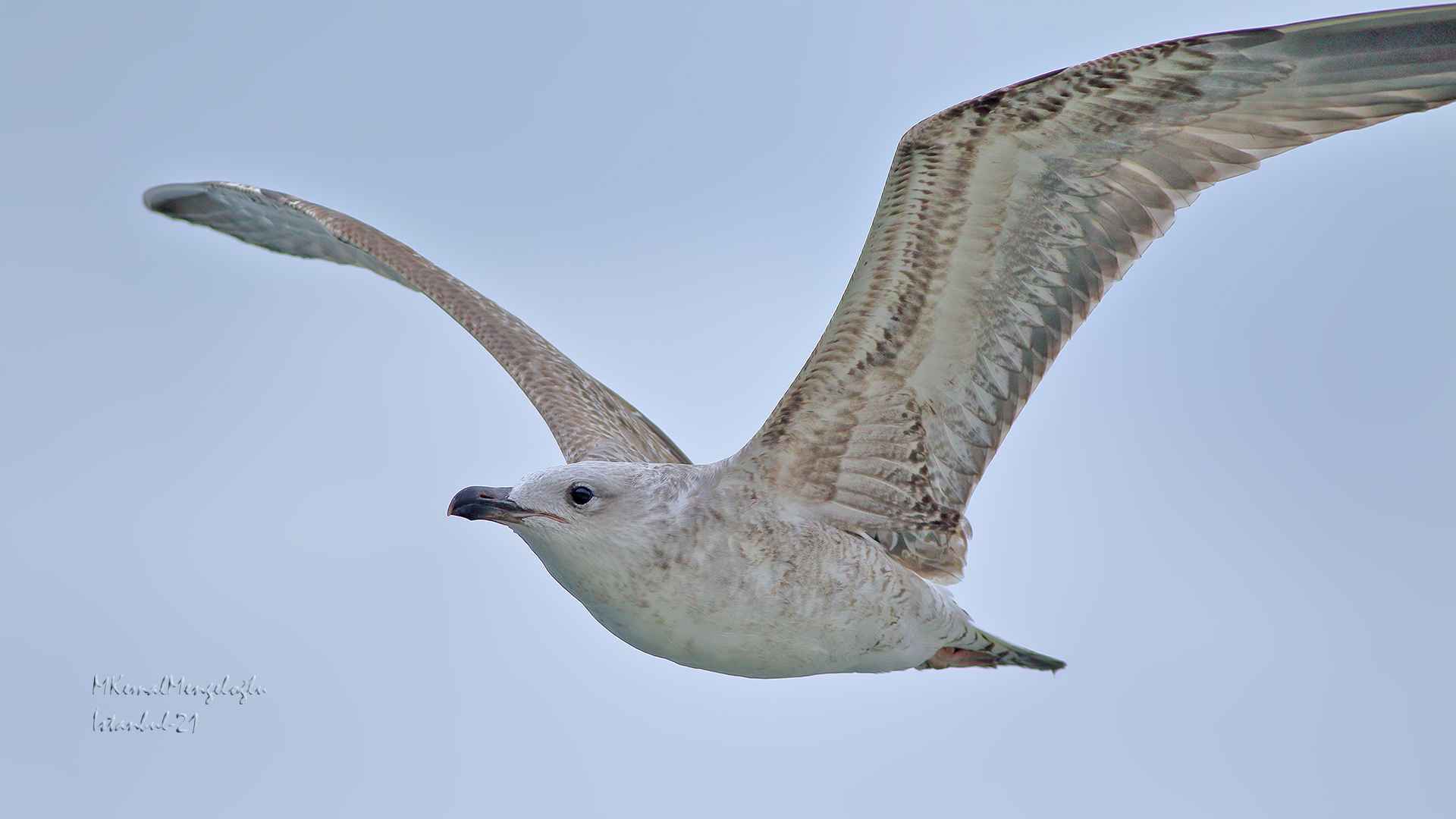Armenian Gull