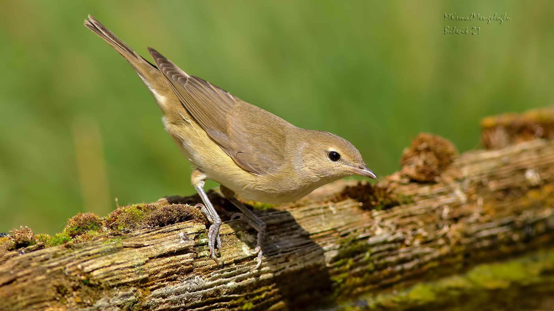 Garden Warbler