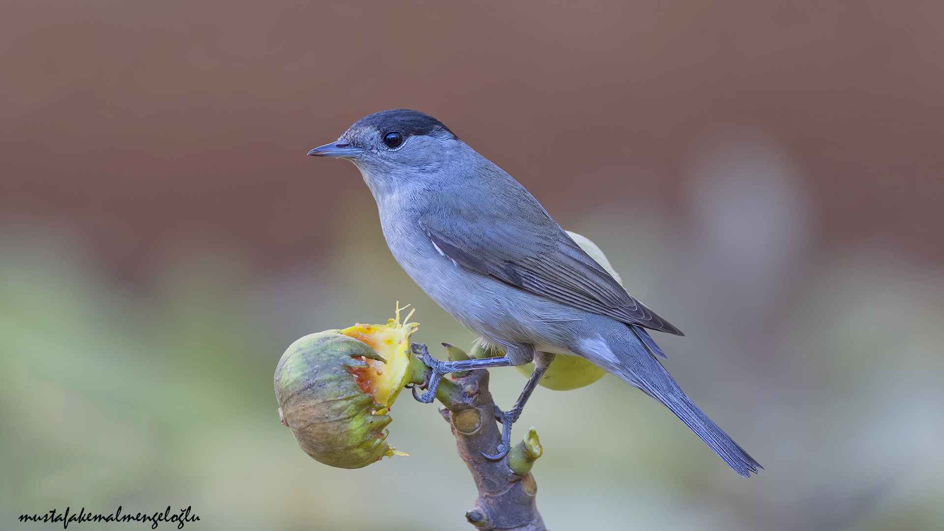 Eurasian Blackcap