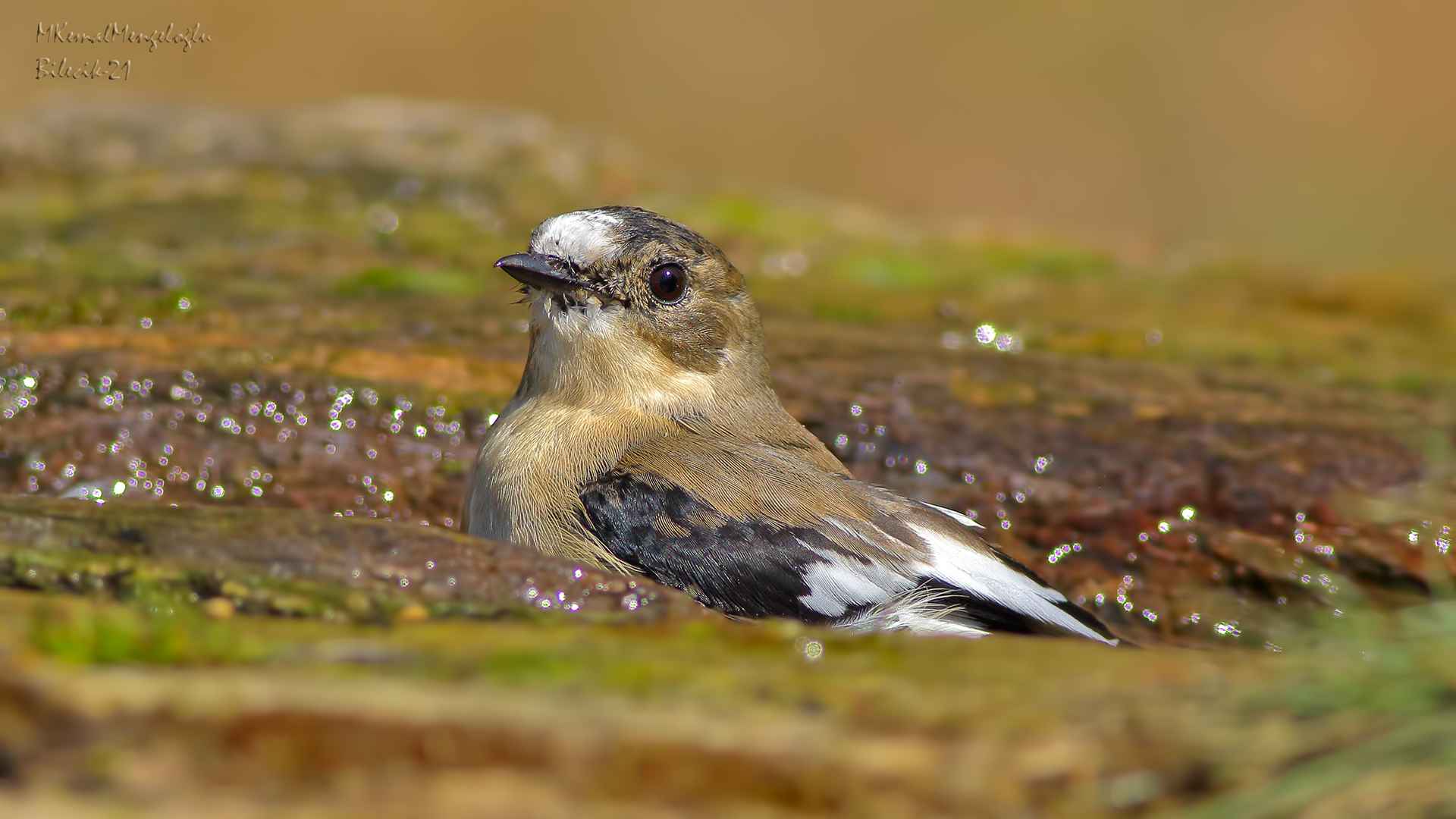 European Pied Flycatcher