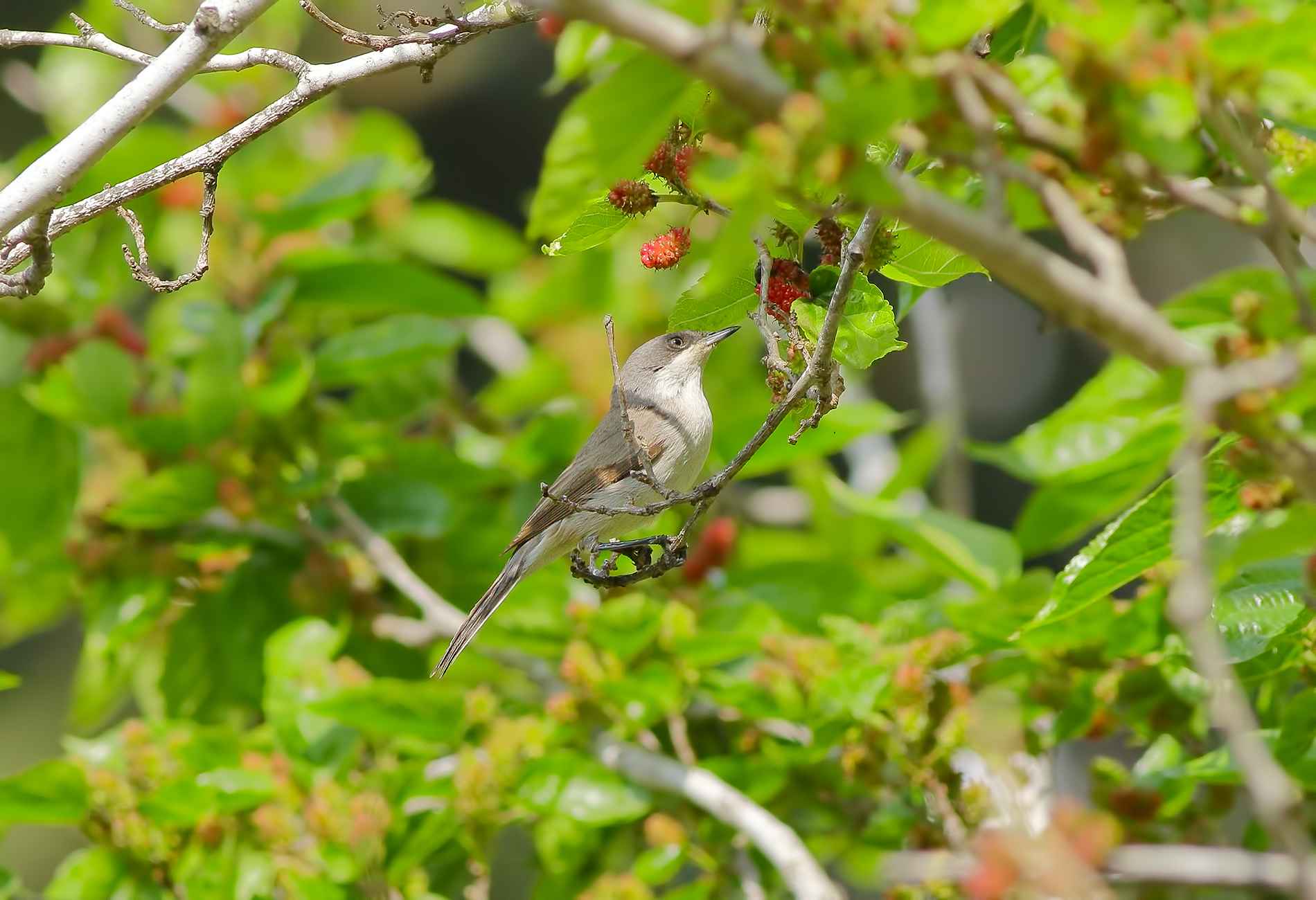 Lesser Whitethroat