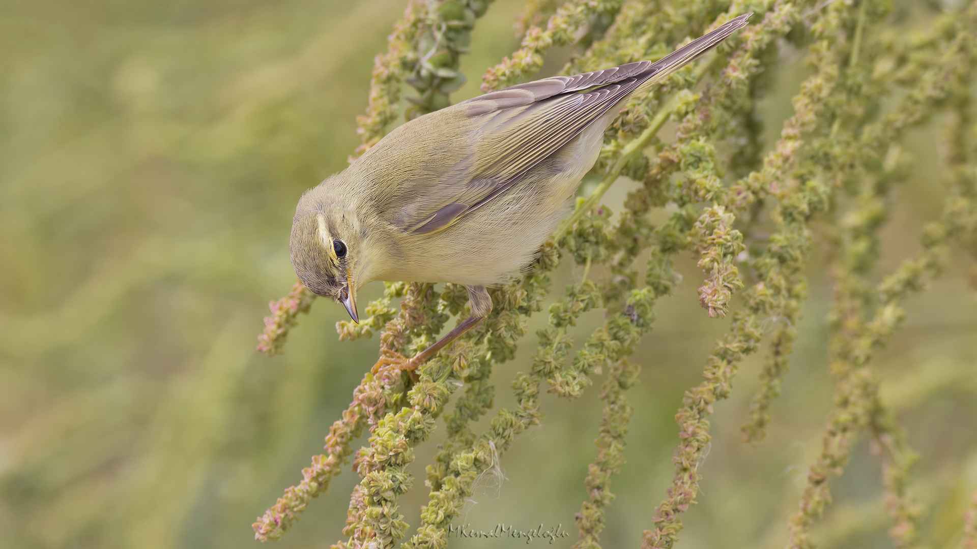 Willow Warbler