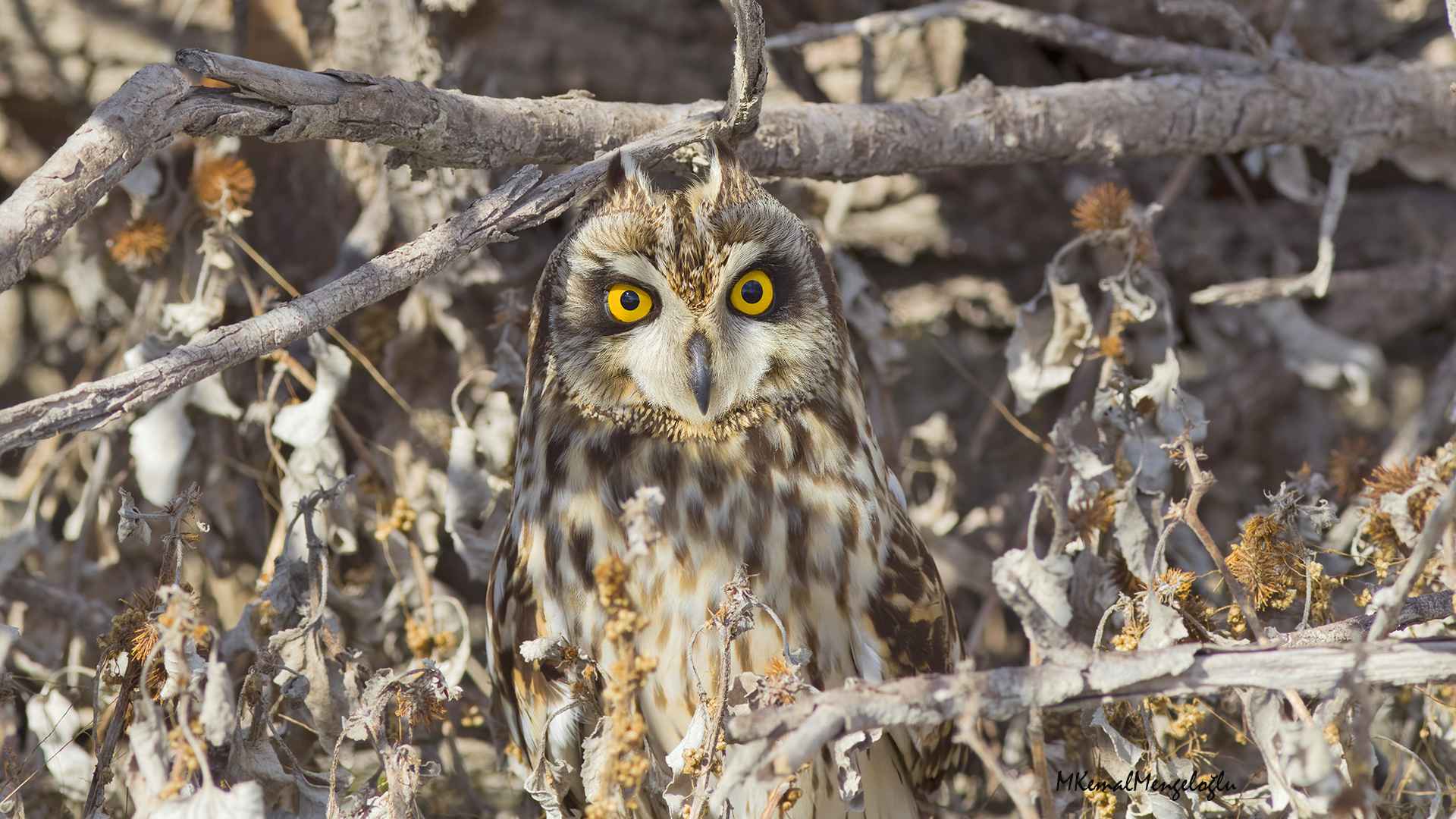 Short-eared Owl
