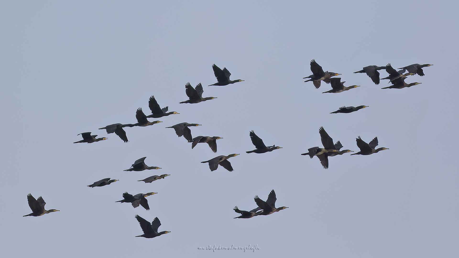 Great Cormorant