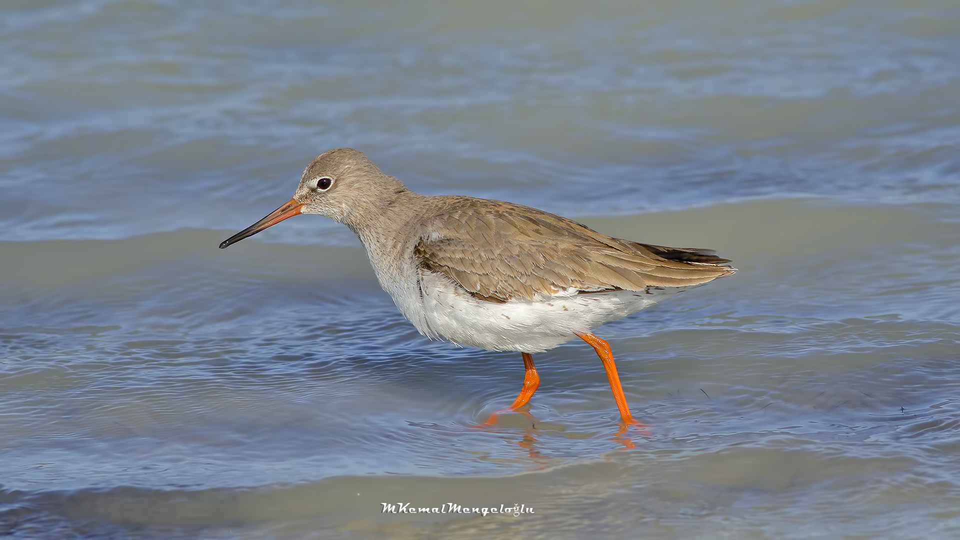Common Redshank