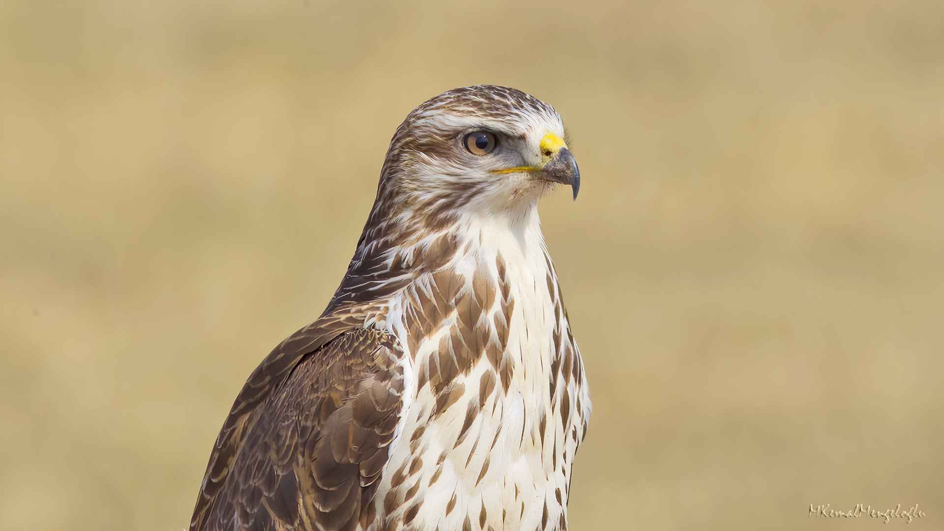 Common Buzzard