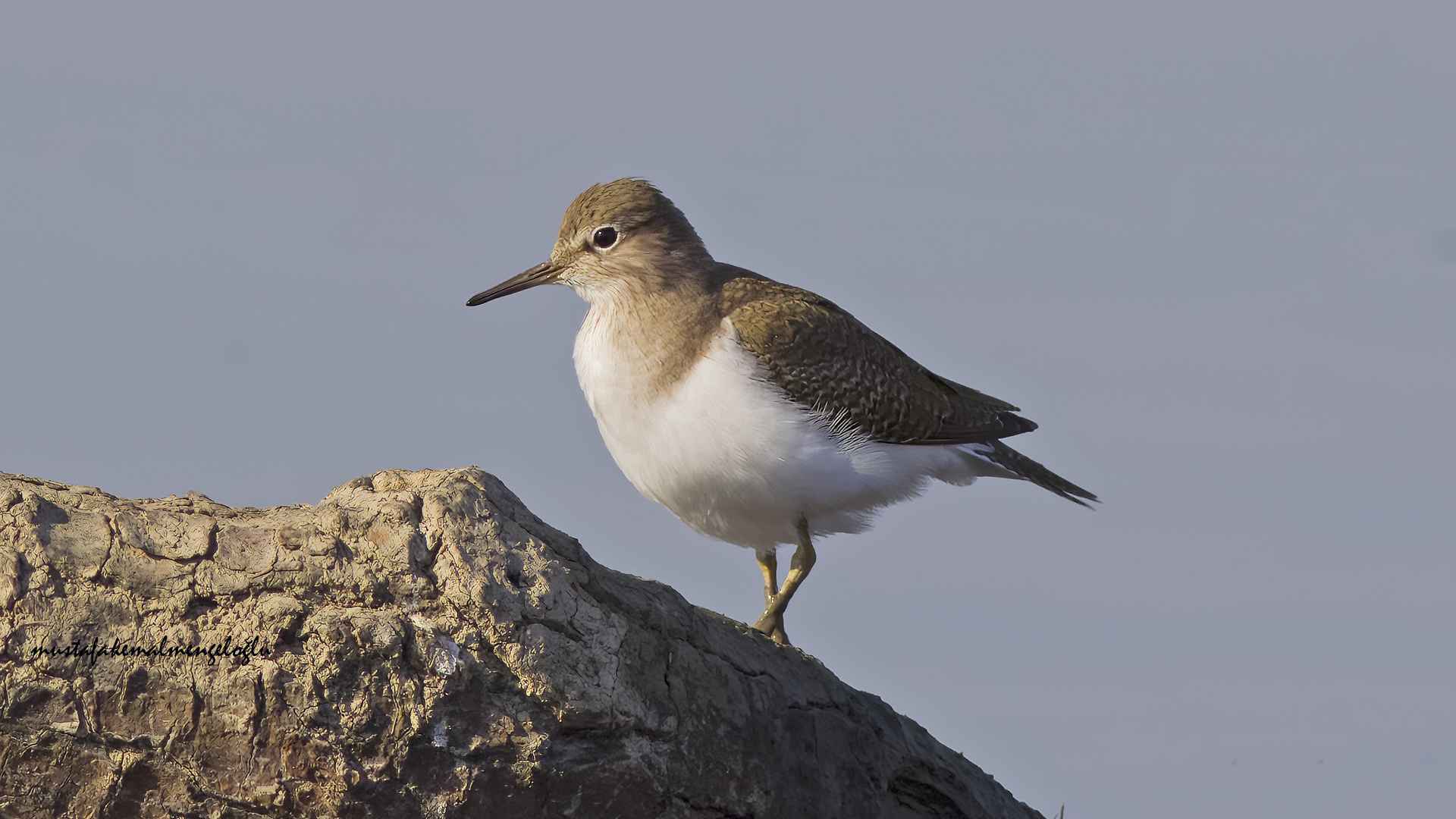 Common Sandpiper