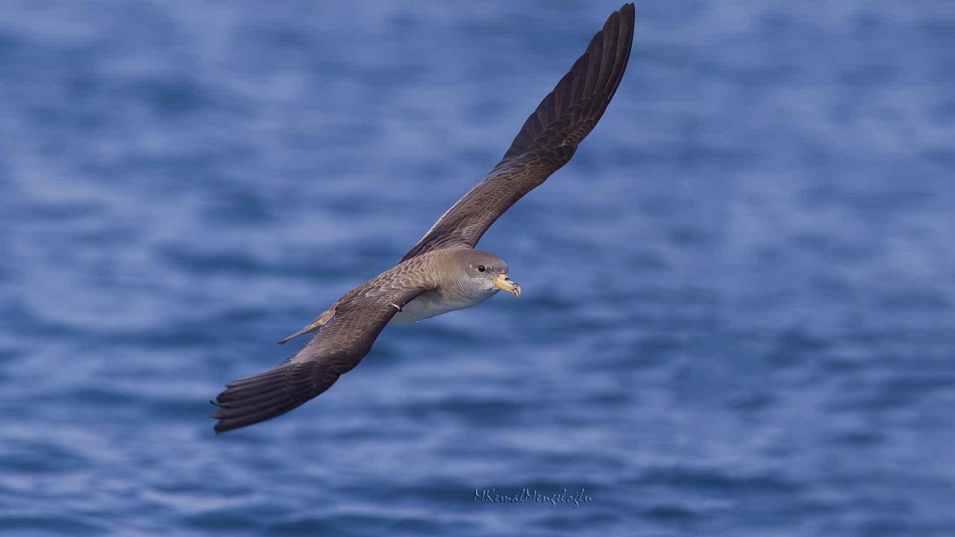 Cory's Shearwater