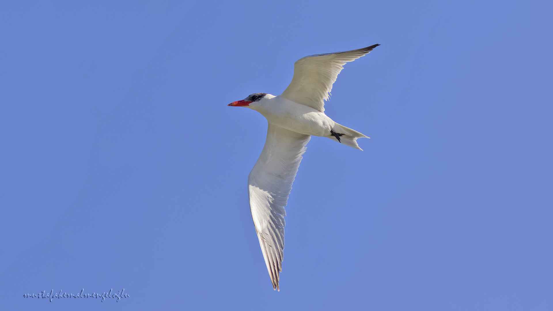 Caspian Tern