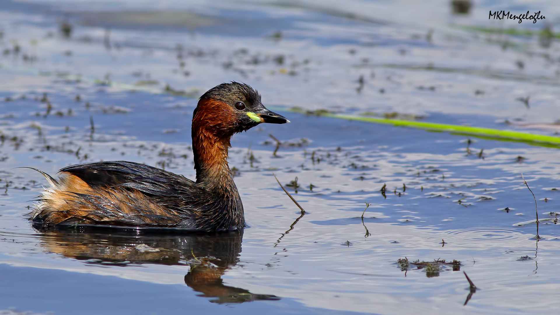 Little Grebe