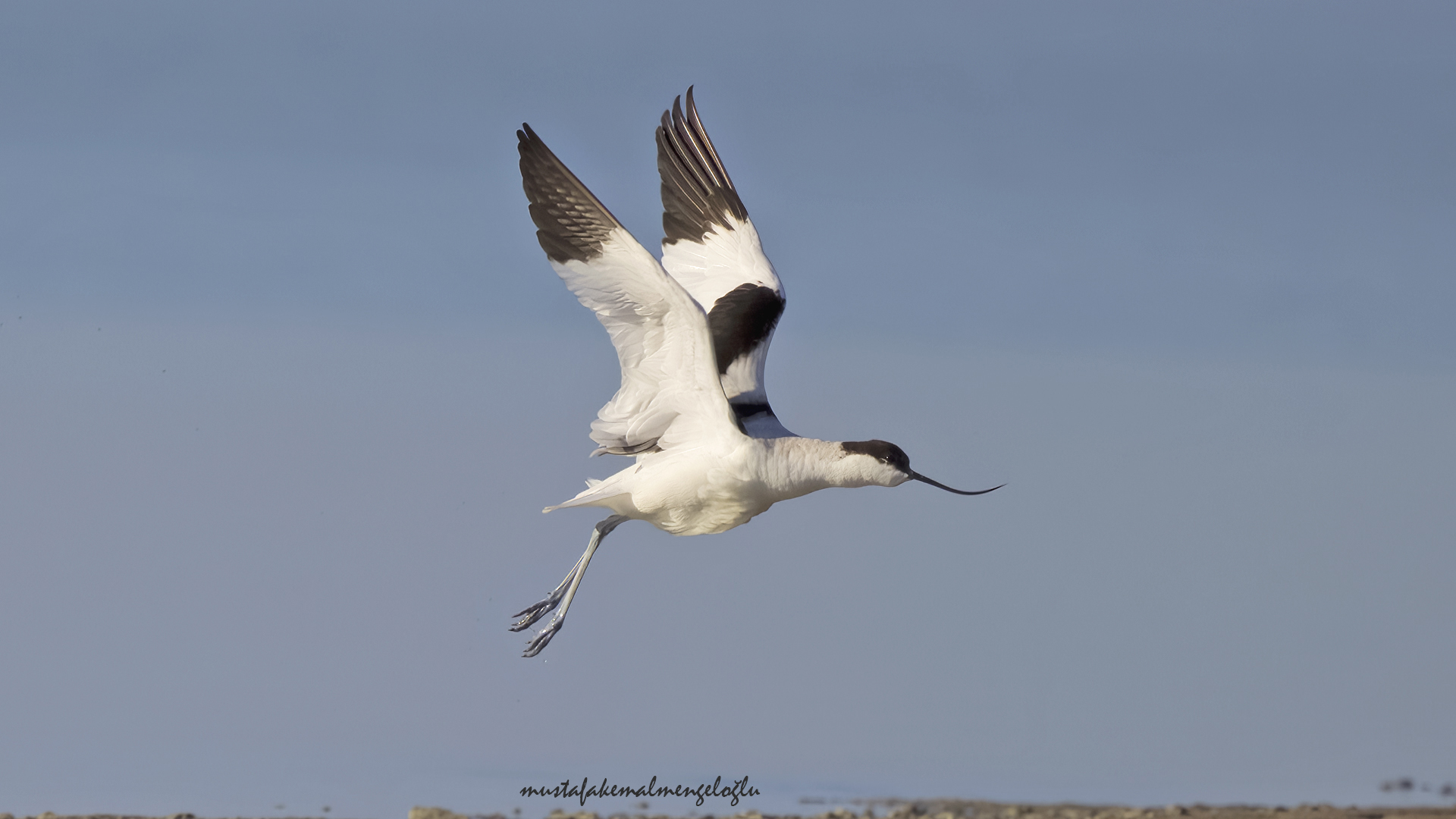 Pied Avocet — Ana fotoğraf